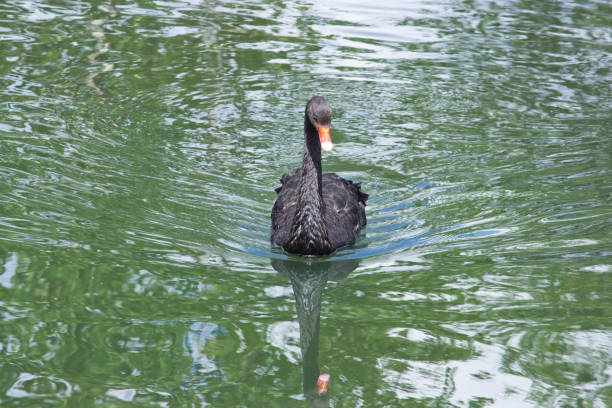 istock Black Swan (Cygnus atratus), swimming on the lake. 1156930757