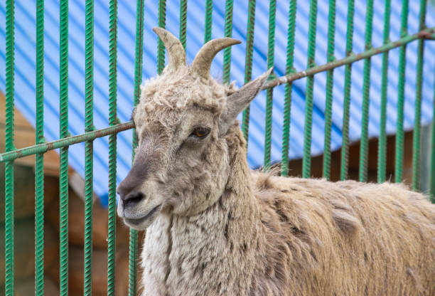 Himalayan blue sheep (Pseudois nayaur), also known as Nahur
