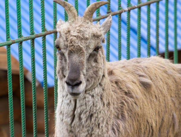istock Himalayan blue sheep (Pseudois nayaur), also known as Nahur 1156930939