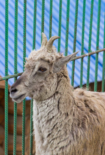 istock Himalayan blue sheep (Pseudois nayaur), also known as Nahur 1156931035