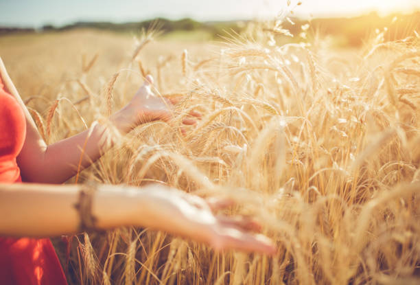 istock A young woman holds wheat in her hand 1156931043