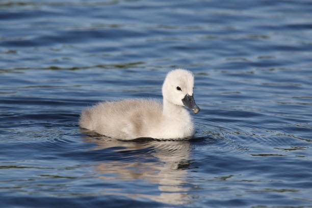 istock One mute swan cygnet swimming 1156931125