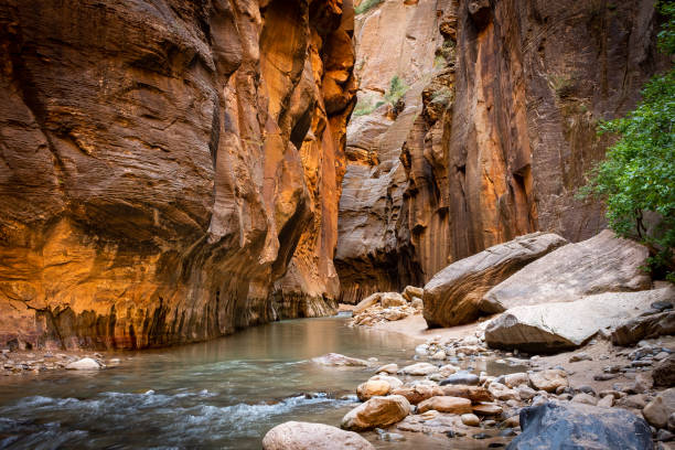 The spectacular and stunning Virgin River weaves through the Narrows, Zion National Park, USA, landscape aspect low down angle The spectacular and stunning Virgin River weaves through the Narrows, Zion National Park, USA, landscape aspect low down angle, nobody in the image virgin river stock pictures, royalty-free photos & images