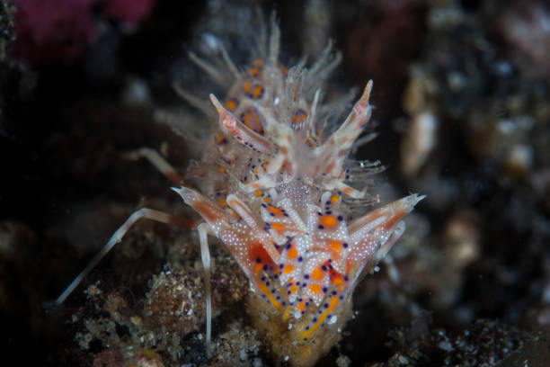 istock Spiny Tiger Shrimp in Lembeh Strait 1156933538