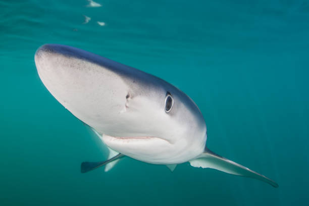 istock Blue Shark Swimming Near Surface in Atlantic Ocean 1156933564