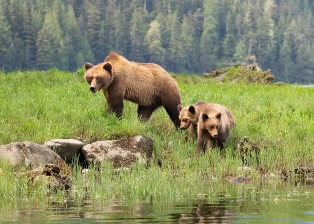 Photo of Grizzly Bear mother and cubs in a grassy meadow