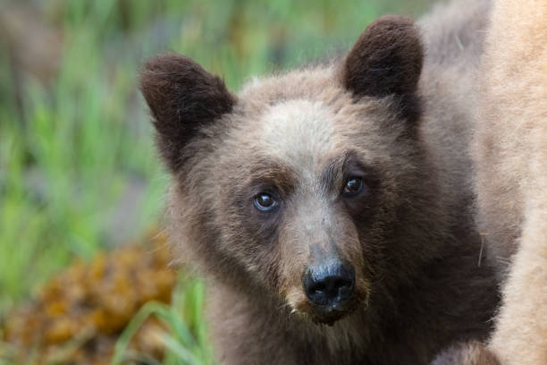 istock Grizzly Bear Cub Beside its Mother 1156933734