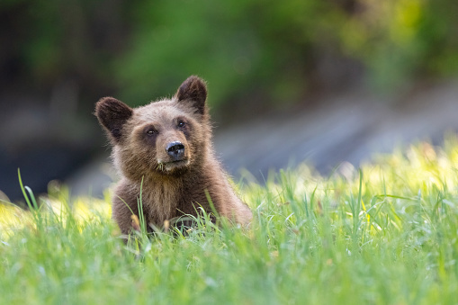 Grizzly Bear Cub en un prado en la selva tropical de Great Bear de Canadá photo