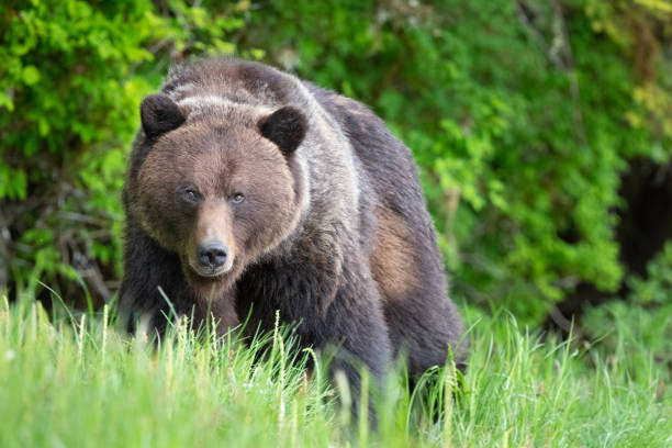 ours grizzli dans la forêt pluviale du grand ours au canada - grizzli photos et images de collection
