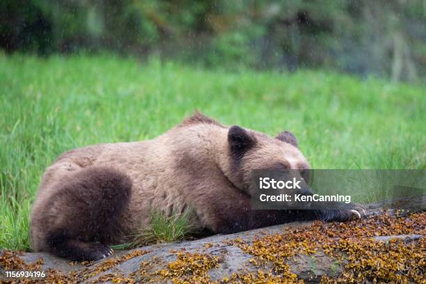 Grizzly Bear In The Rain Resting On A Log In Canadas Great Bear Rainforest Stock Photo - Download Image Now