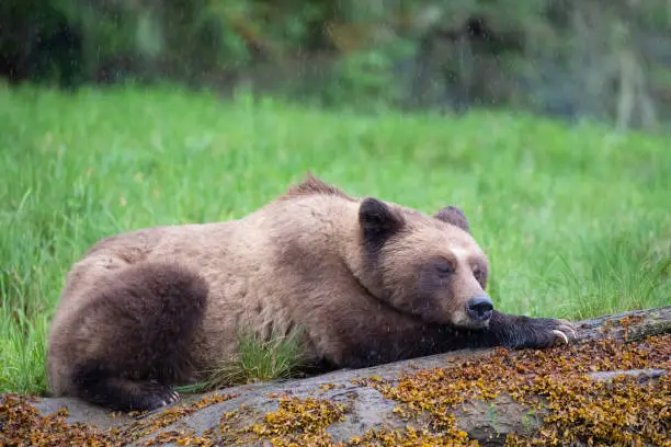 Photo of Grizzly Bear in the rain resting on a log in Canada's Great Bear Rainforest