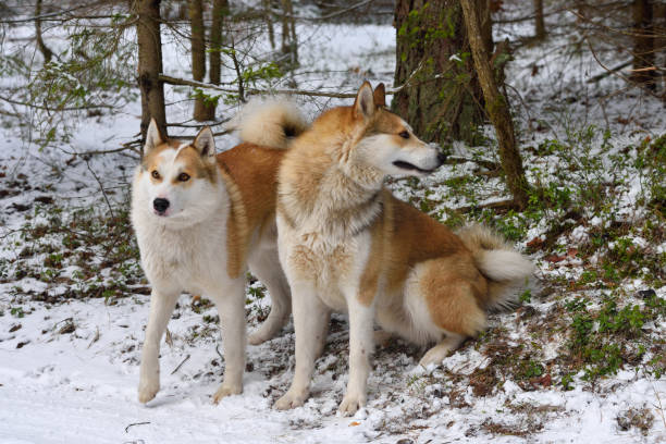 istock West Siberian Laika 1156934463
