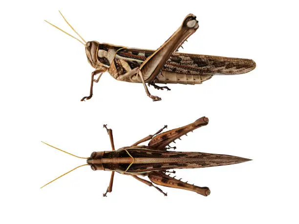 Photo of Brown grasshopper taken from the side on a white background.