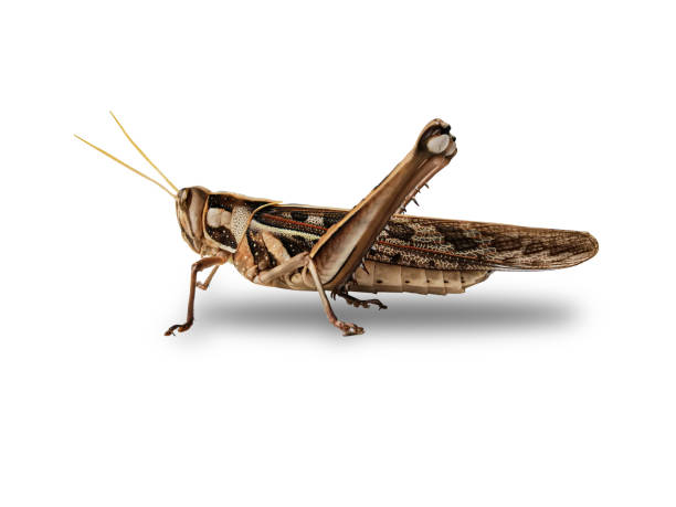 istock Brown grasshopper taken from the side on a white background. 1156935296