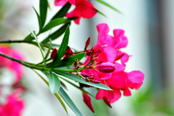 Oleander (Nerium oleander) is a fast-growing, evergreen shrub or small tree native to the Mediterranean region and parts of Asia. Widely cultivated for its showy, fragrant flowers—which bloom in shades of pink, white, red, or yellow—oleander thrives in warm climates and poor soils, often used in landscaping for hedges or roadside plantings due to its drought tolerance. Despite its beauty, all parts of the plant are highly toxic to humans and animals, containing cardiac glycosides that can cause serious health effects if ingested. Oleander sap can also irritate the skin and eyes, making caution essential when handling.