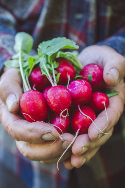 istock Fresh red radish in farmer's hands 1156936779