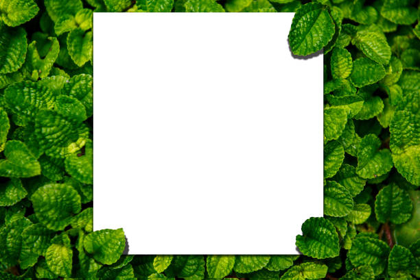 istock card paper mockup Replica on green leaves 1156936990