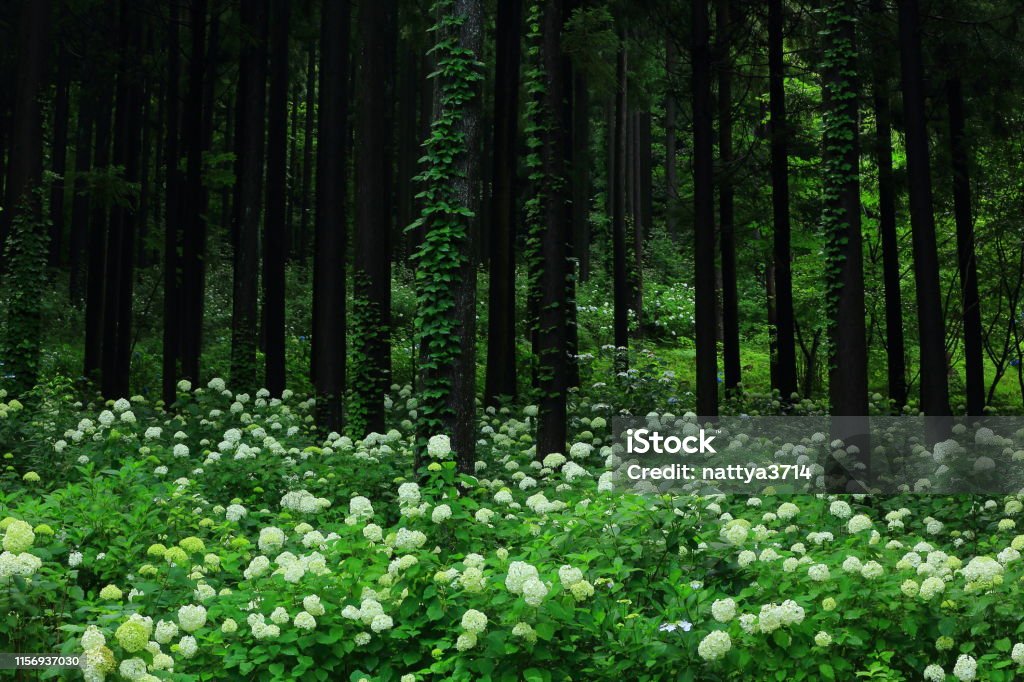 Préfecture d'Iwate Hydrangea fleurissant dans la forêt - Photo de Arbre libre de droits