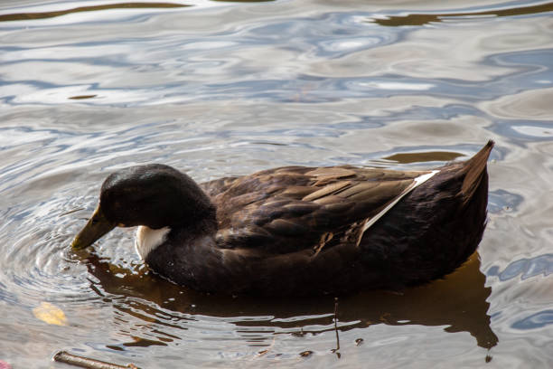 istock Wild duck swimming in the pond 1156938267