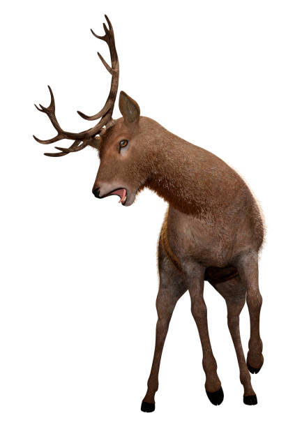istock 3D illustration male deer on white 1156938456
