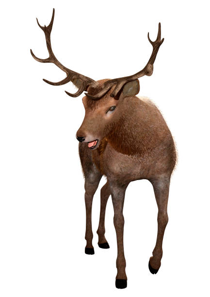 istock 3D illustration male deer on white 1156938472