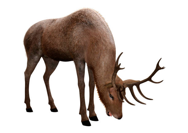 istock 3D illustration male deer on white 1156938492