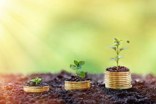 Money growing concept,Business success concept, Three plant growing from money,coin,gold.