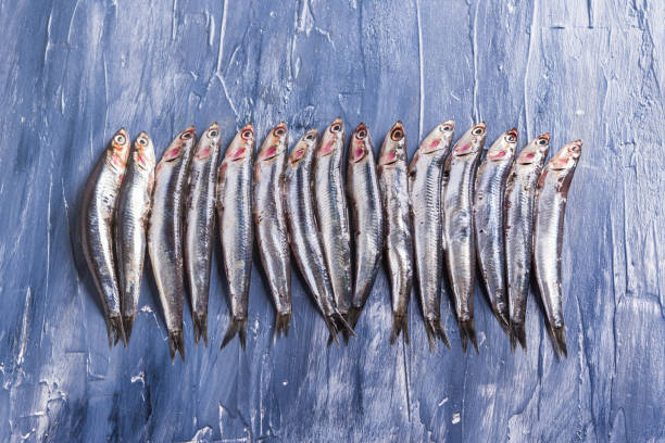 istock Fish pattern. Fresh anchovies on blue 1156940661