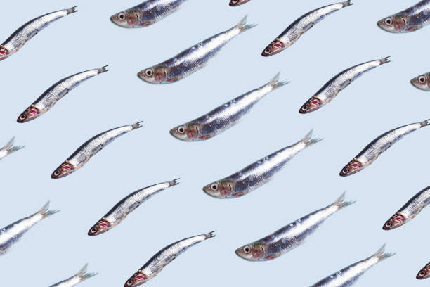 istock Anchovies fish pattern on trendy color background 1156940667