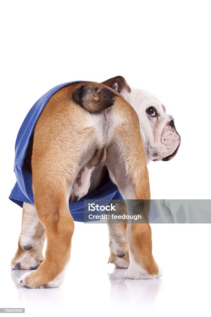 バックの英語ブルドッグ子犬 - 動物の臀部のロイヤリティフリーストックフォト