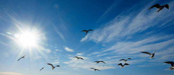 istock group of seagulls flying over blue sunny sky 1156940852