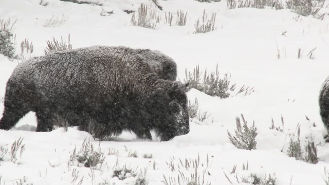 American Bison plowing through thick snow