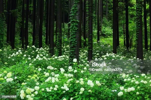 Iwate Prefecture Hydrangea Blooming In The Forest Stock Photo - Download Image Now - Flower, Forest, Green Color