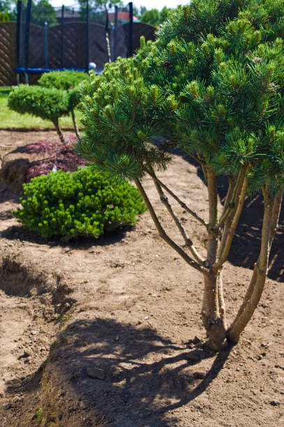 istock Making new home garden decorations, planting evergreen trees and creating decorative stone bed. 1156941303