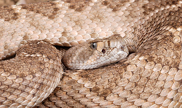 istock Portrait of a Rattlesnake. 115694166