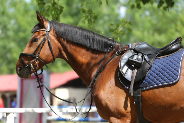 nahaufnahme eines hafenpferdes während des wettkampfes unter dem sattel im freien - saddle shoes stock-fotos und bilder