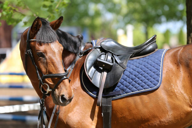 nahaufnahme eines hafenpferdes während des wettkampfes unter dem sattel im freien - saddle shoes stock-fotos und bilder