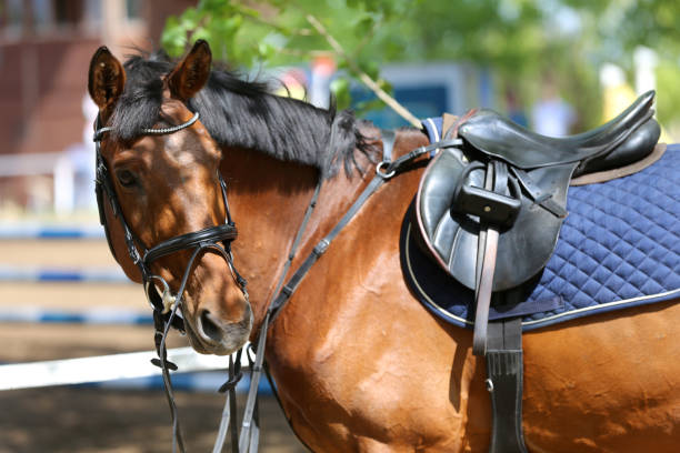 屋外サドルの下で競技中の港馬のクローズアップ - saddle shoes ストックフォトと画像