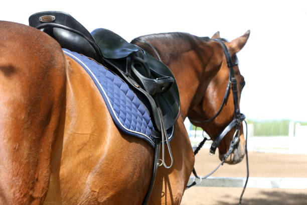 nahaufnahme eines hafenpferdes während des wettkampfes unter dem sattel im freien - saddle shoes stock-fotos und bilder