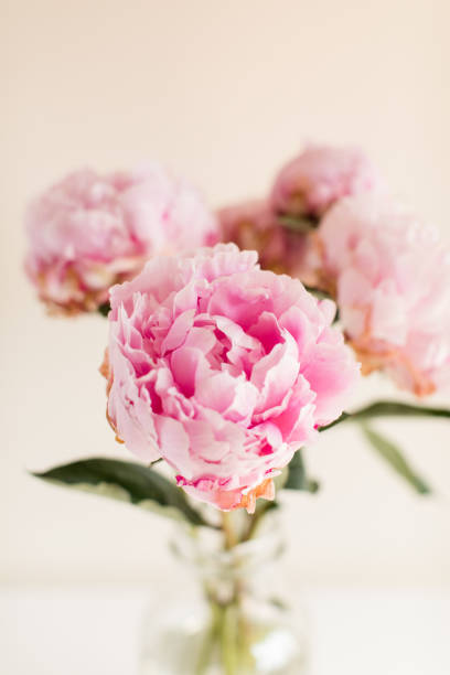 istock Pink Peony Flowers 1156942753