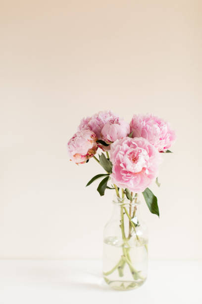istock Pink Peony Flowers 1156943566