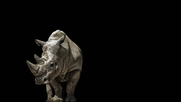 istock Portrait rhino on the black 1156943734