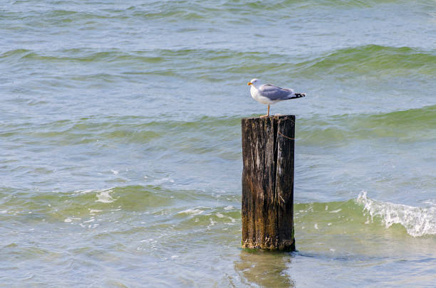 seagull on wooden stake seagull on a wooden stake at the wavy Baltic sea seafowl stock pictures, royalty-free photos & images