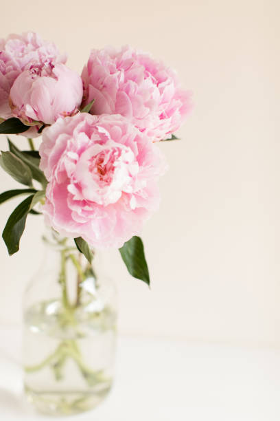 istock Pink Peony Flowers 1156944101