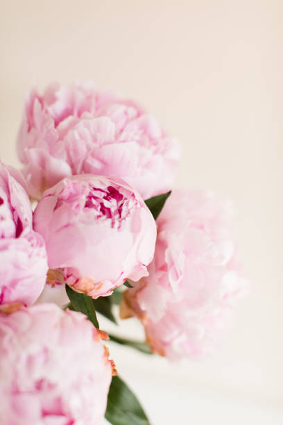 istock Pink Peony Flowers 1156944103