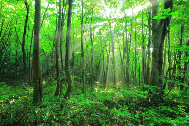 Hakkoda mountain in Aomori summer Hakkoda mountain in Aomori summer hakkoda mountain range stock pictures, royalty-free photos & images