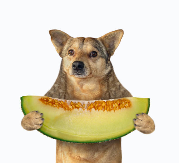 Dog holding slice of melon The dog is holding a big slice of fresh melon. White background. Isolated. dissert stock pictures, royalty-free photos & images