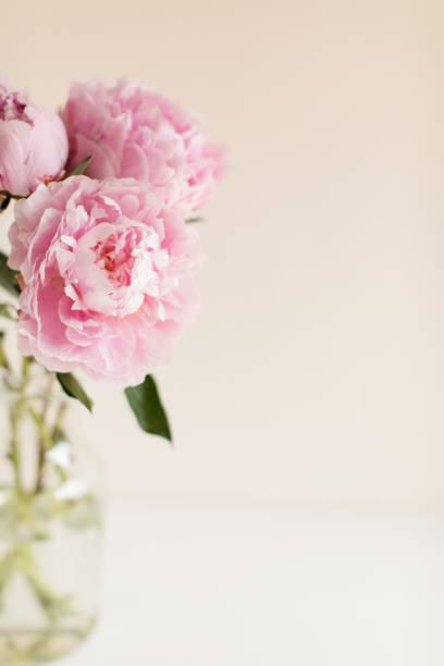 istock Pink Peony Flowers 1156944328