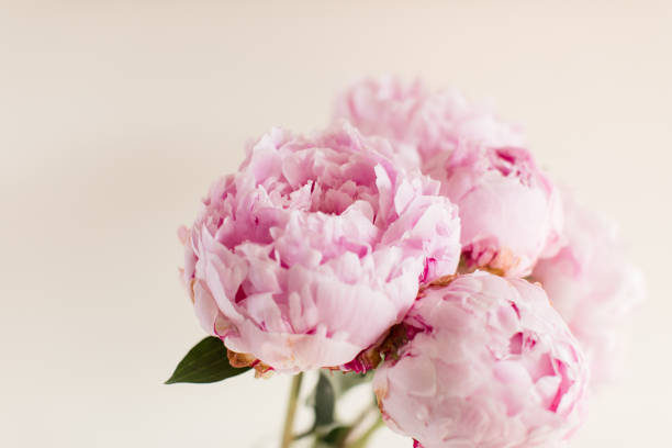 istock Pink Peony Flowers 1156944334