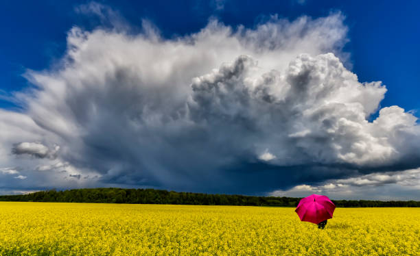 annäherung gewitter auf das feld mit blume von rapspflanzen - incoming storm stock-fotos und bilder